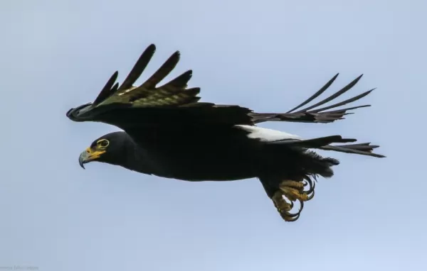 Black Eagle Spotted at Gorges Lodge