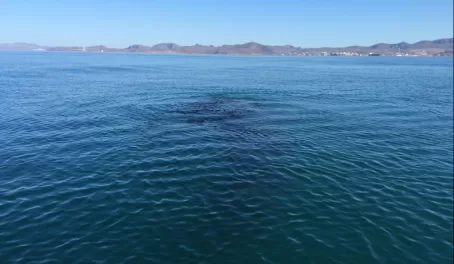 giant whale shark below the surface