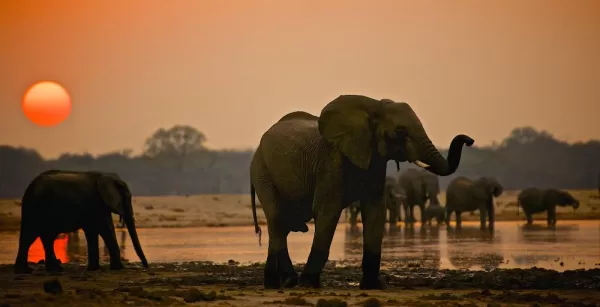 Snapshots of elephants at sunset