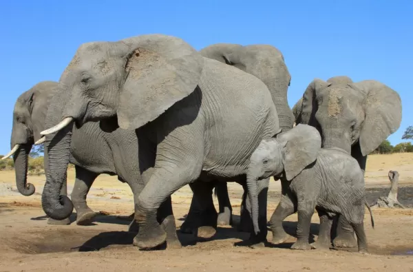 Elephants pour into the watering hole