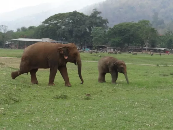 Elephant Sanctuary, Chiang Mai