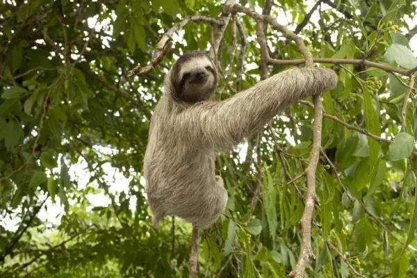 Sloth sighting on a Costa Rica tour